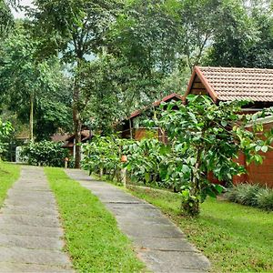 Vythiri Mist Resort